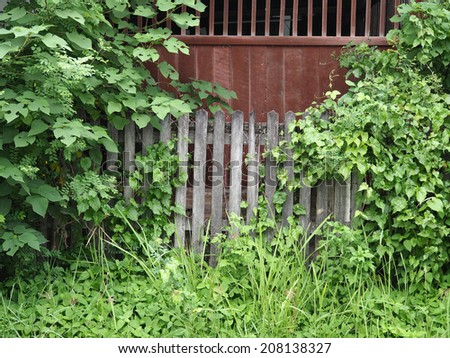 antique wood fence with untidy plant