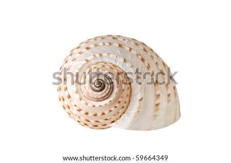 Similar – Image, Stock Photo large spiral sea shell close-up abstract texture macro