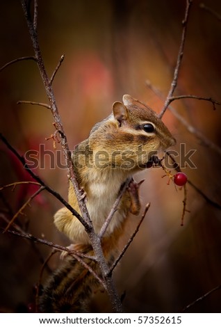 A cute Eastern chipmunk, Tamias striatus, is perched on a branch, stuffing its cheeks with red wild berries