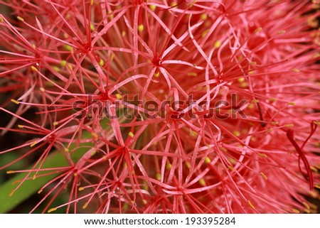 Blood flower, Powder puff lily close-up background texture