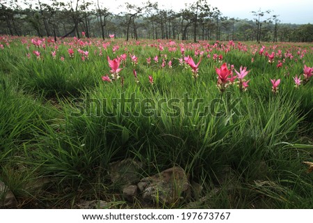 Curcuma alismatifolia or Siam tulip or Summer tulip in the garden nature Thailand