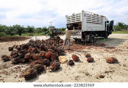 Nakorn Sri Thammarat-THAILAND,September 29: Worker throw oil palm fruit branch to the truck on Sep 29, 2014, Nakorn Sri Thammarat, Thailand.The Biomass residues from Palm Oil Mills are burnt in ponds.
