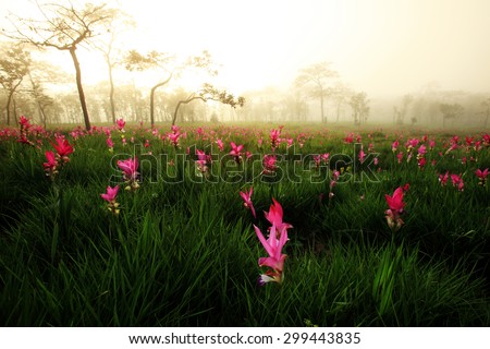 beautiful field of flower anong the mist in the morning , Curcuma alismatifolia or Siam tulip or Summer tulip in the garden nature Thailand