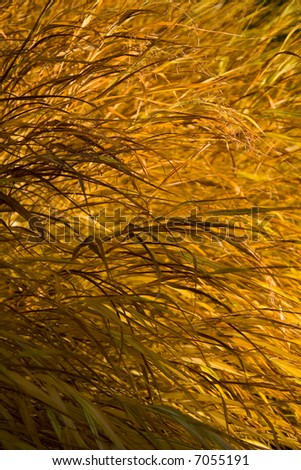 Bush of lush yellow grass - great seasonal background