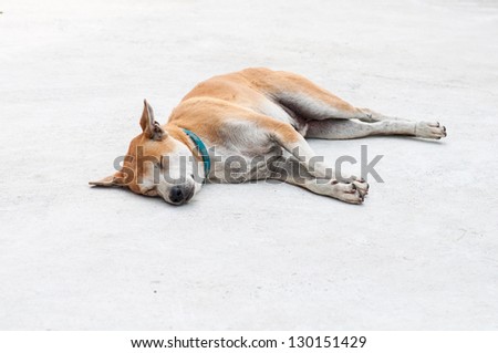 Lonely dog sleeping on the sidewalk