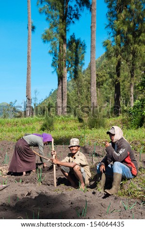 EAST JAVA,INDONESIA-MAY 05 : Native Indonesian Planter in village near Mount Bromo in Bromo Tengger Semeru National Park on May 05,2013 in East Java , Indonesia.