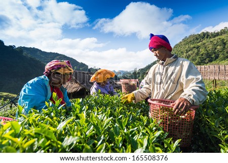 CHIANG MAI, THAILAND - OCT 25: Tea workers from Thailand break tea leaves on tea plantation on October 25, 2013 Doi Ang Khang, Chiang Mai, Thailand