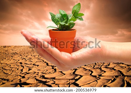 hand with small plant on dry cracked land background for Global Warming Concept