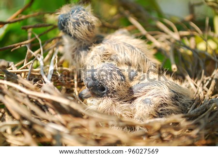 baby birds in the Bird\'s nest