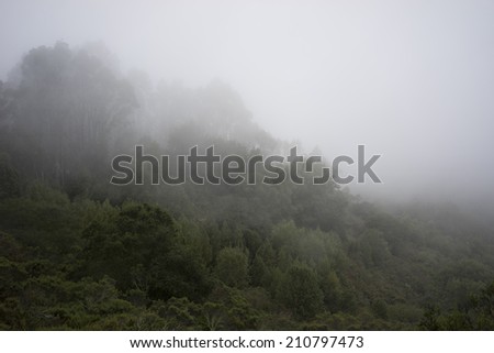 Forest hillside landscape with dense fog rolling in