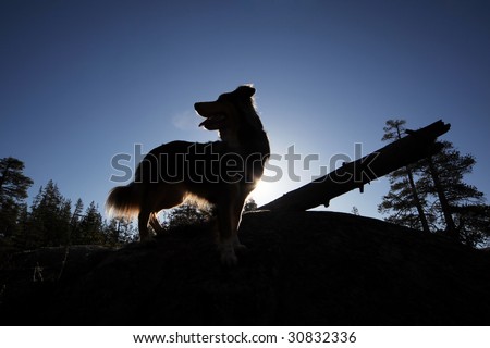 An adventurous dog silhouetted against a sunrise while standing on a rock in the mountains.