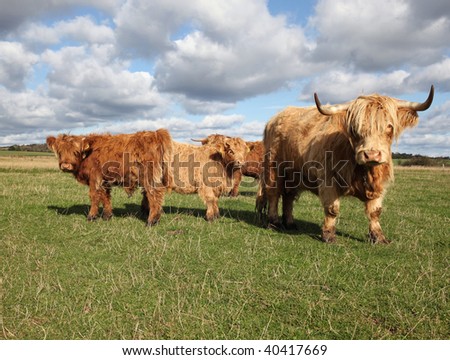 Scottish cattle grazing in a green pasture with dramatic clouds in the sky