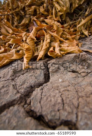 dry land with dry brown leaf