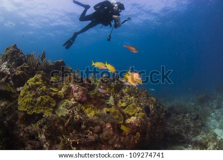 Photographing the fish on the reef