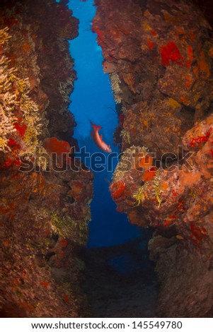 Red coney fish swimming between to cave walls