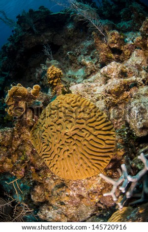 Brain coral growing on the reef