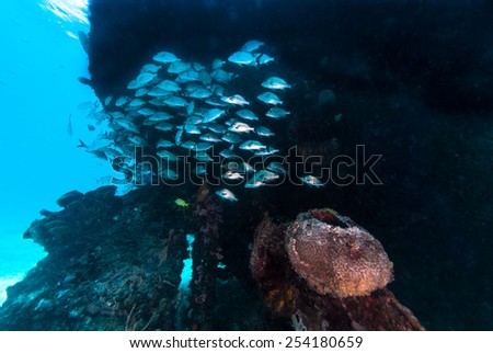 A school of fish gathering around a ship wreck