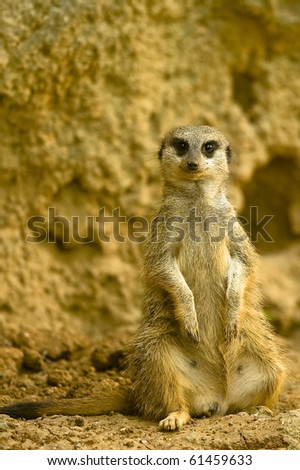 This meerkat seemed to be ready and waiting for lunch after spending a great deal of time digging.