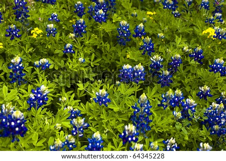 Blue bonnets can be seen on many back roads in Texas.