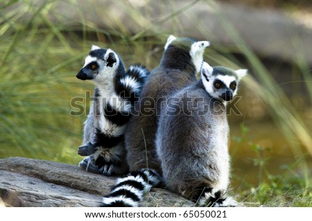 Three lemurs circled to watch out for danger.