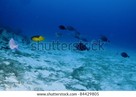 Hog fish leading the school of blue tang.
