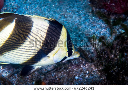 That Info on striped butterfly fish join. happens Info on striped butterfly fish share