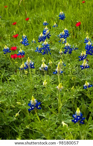 Blue bonnets in a field of wild flowers.