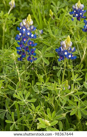 Early spring blue bonnets