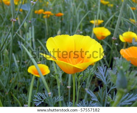 California Poppy/Yellow Poppy