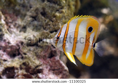 Yellow and white striped tropical butterfly fish in a coral reef.