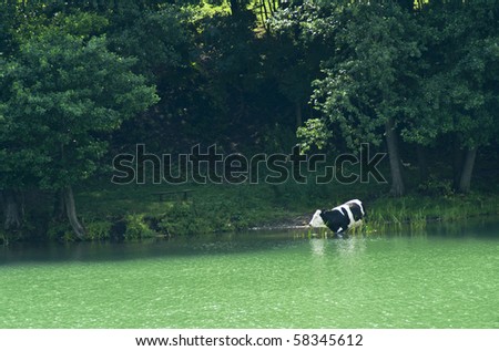 Cow standing in the lake