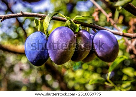 Similar – Image, Stock Photo Plums from the garden
