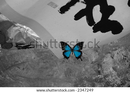 blue butterfly with chinese writing