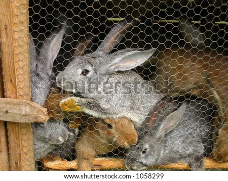 Easter bunny rabbits in a cage
