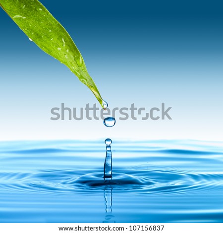 Water drop from green leaf