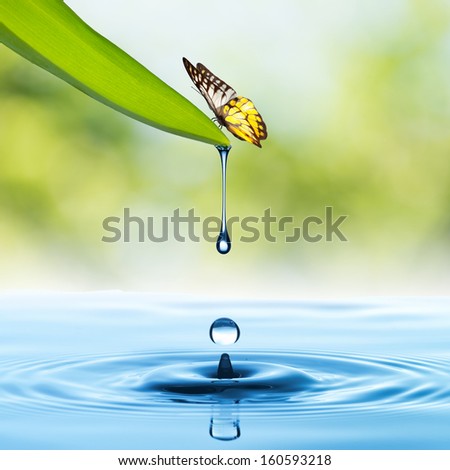 Water drop from Green Leaf with butterfly