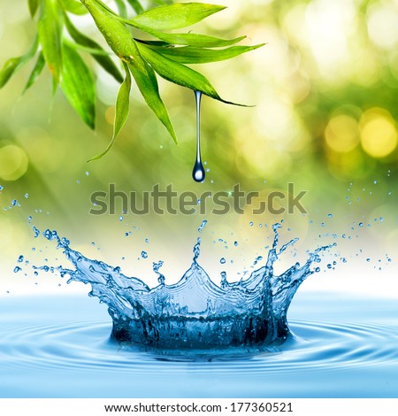 Water Drop from Bamboo Leaf