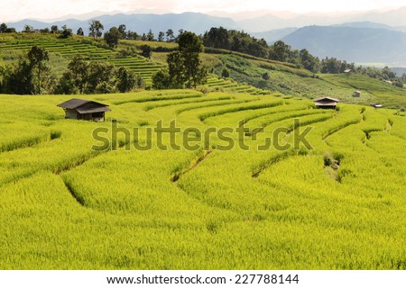 Rice Field in Step Formation in Northern City of Thailand
