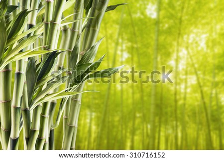 Fresh Bamboo With Bamboo Forest Background
