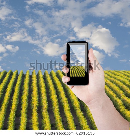 Cell phone in hand take photo of beautiful green grass view