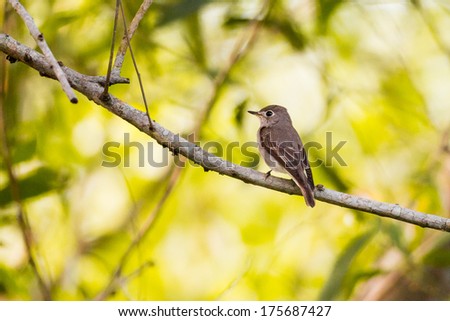 Adult Asian Brown Flycatcher perched on a tree branch, entire body in profile.