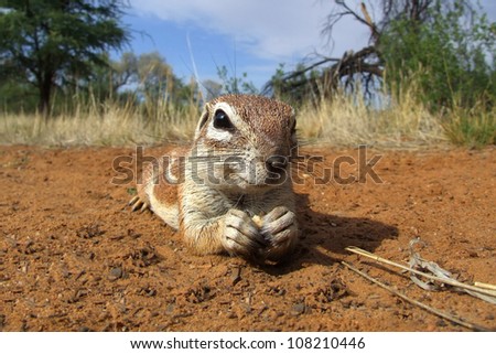 Inquisitive ground squirrel (Xerus inaurus) lying on the ground, Kalahari desert, South Africa