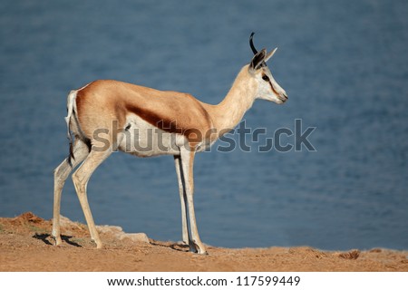 Springbok antelope (Antidorcas marsupialis), Etosha National Park, Namibia, southern Africa