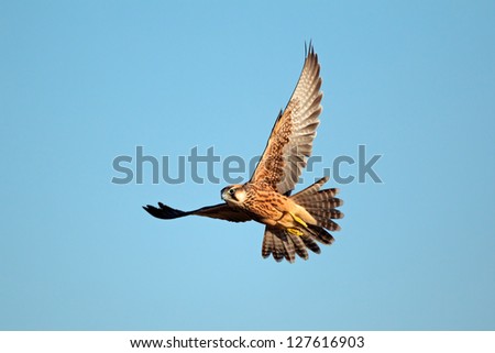 Lanner falcon (Falco biarmicus in flight against a blue sky, South Africa