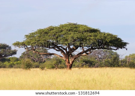 Acacia tree (Acacia erioloba), Hwange National Park, Zimbabwe, southern Africa