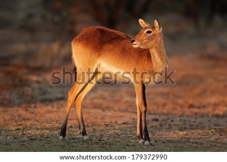 Female red lechwe antelope (Kobus leche), southern Africa