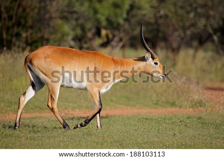 Male red lechwe antelope (Kobus leche) in natural environment, southern Africa