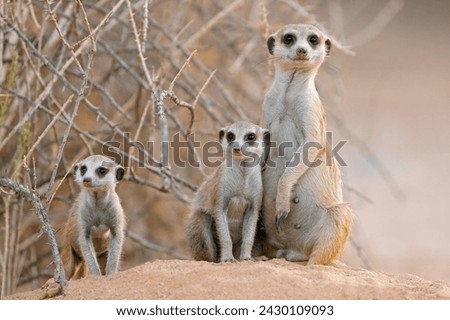 Similar – Image, Stock Photo Meerkat
