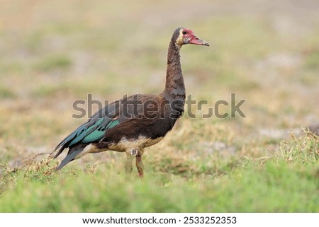 Similar – Image, Stock Photo ON THE SPUR OF THE MOMENT.