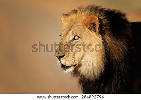 Portrait of a big male African lion (Panthera leo), Kalahari desert, South Africa